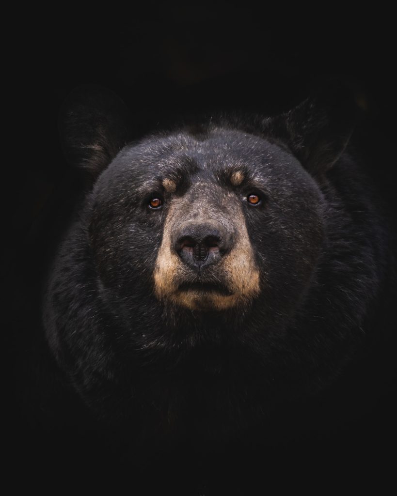 black bear